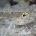 goby_goldenspot_rb_kad_h_0151_fij0722.jpg